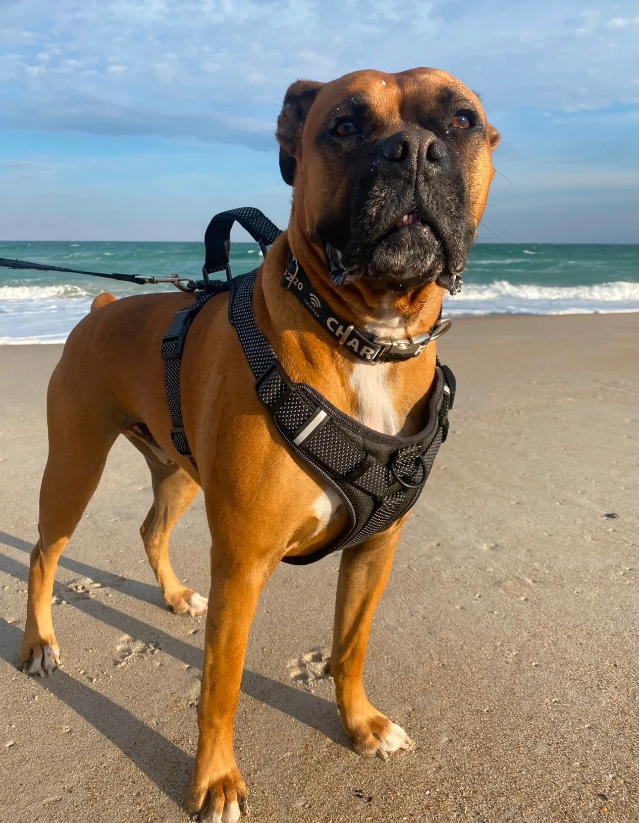 Boxer dog on the beach with a harness