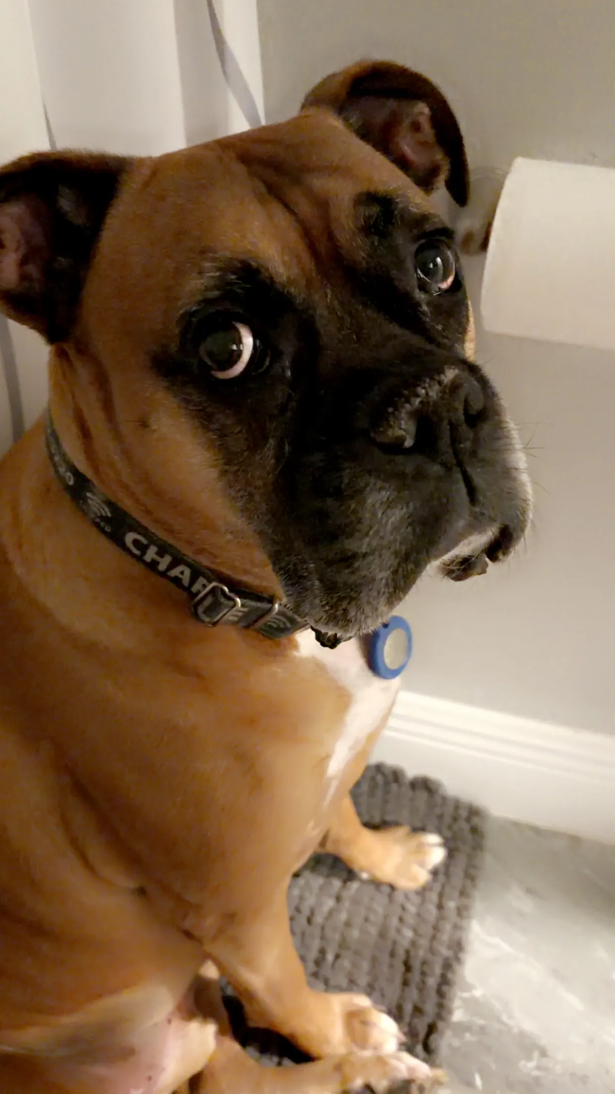 Boxer dog relaxing indoors
