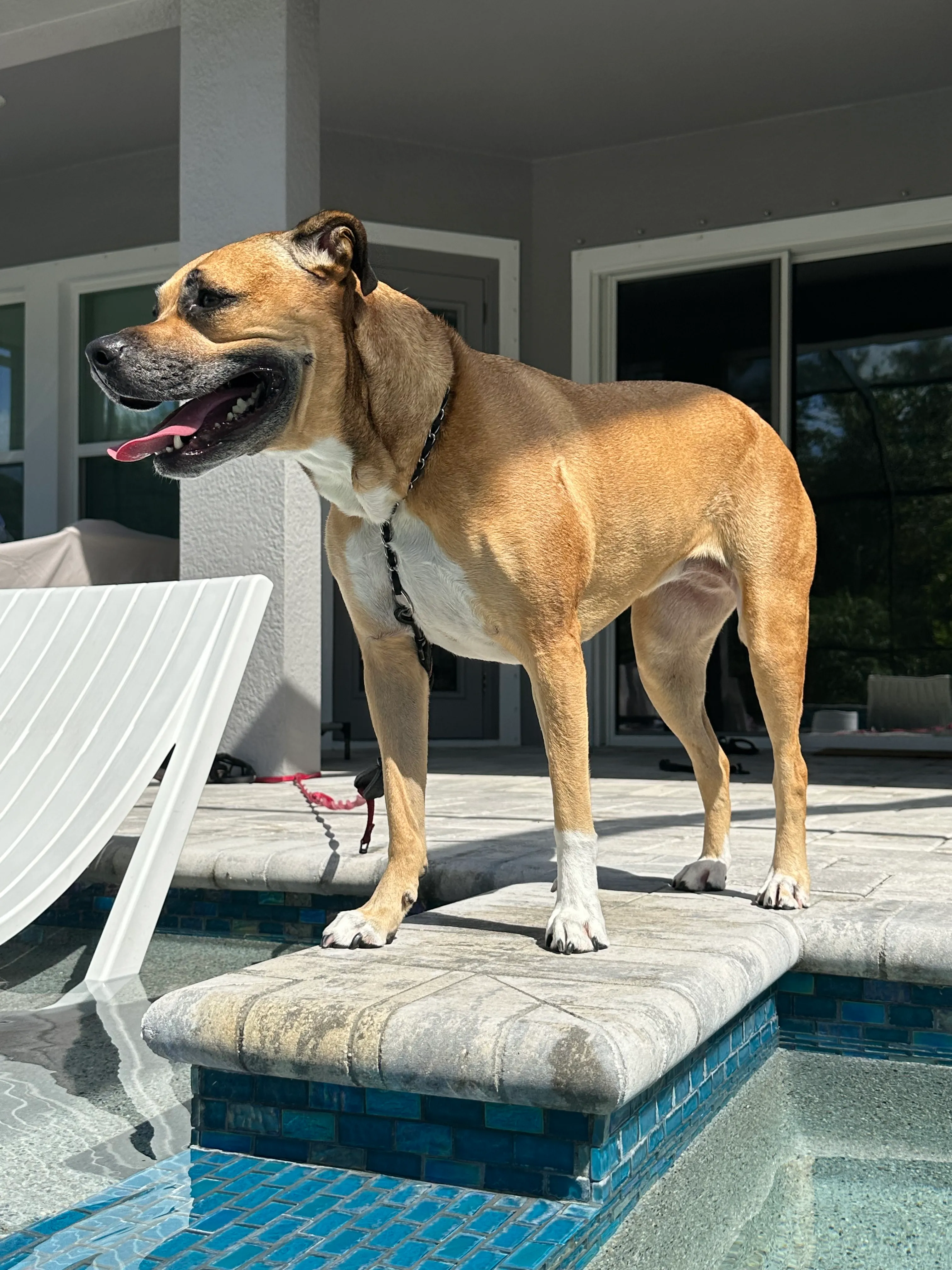 Happy boxer standing by the pool