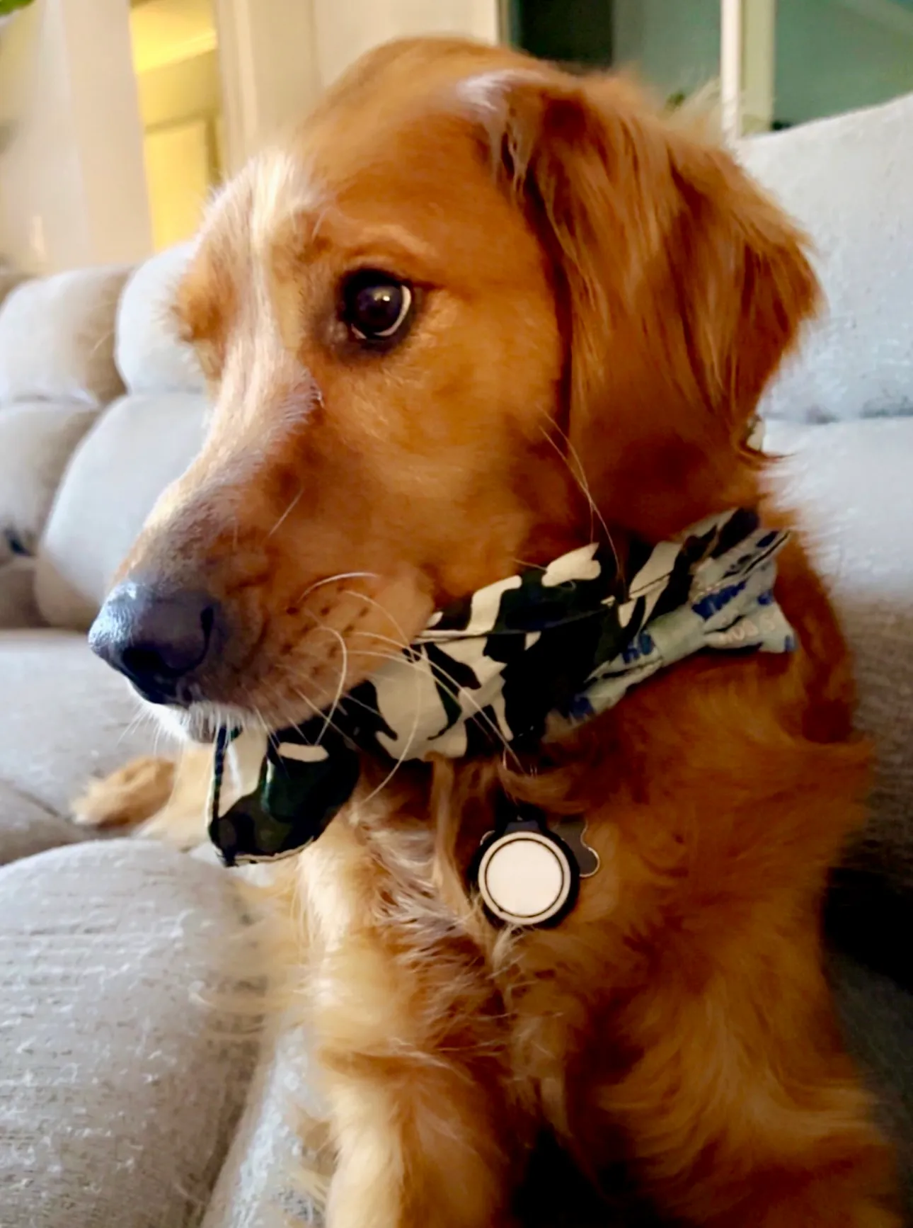 Golden retriever relaxing on the couch with a bandana