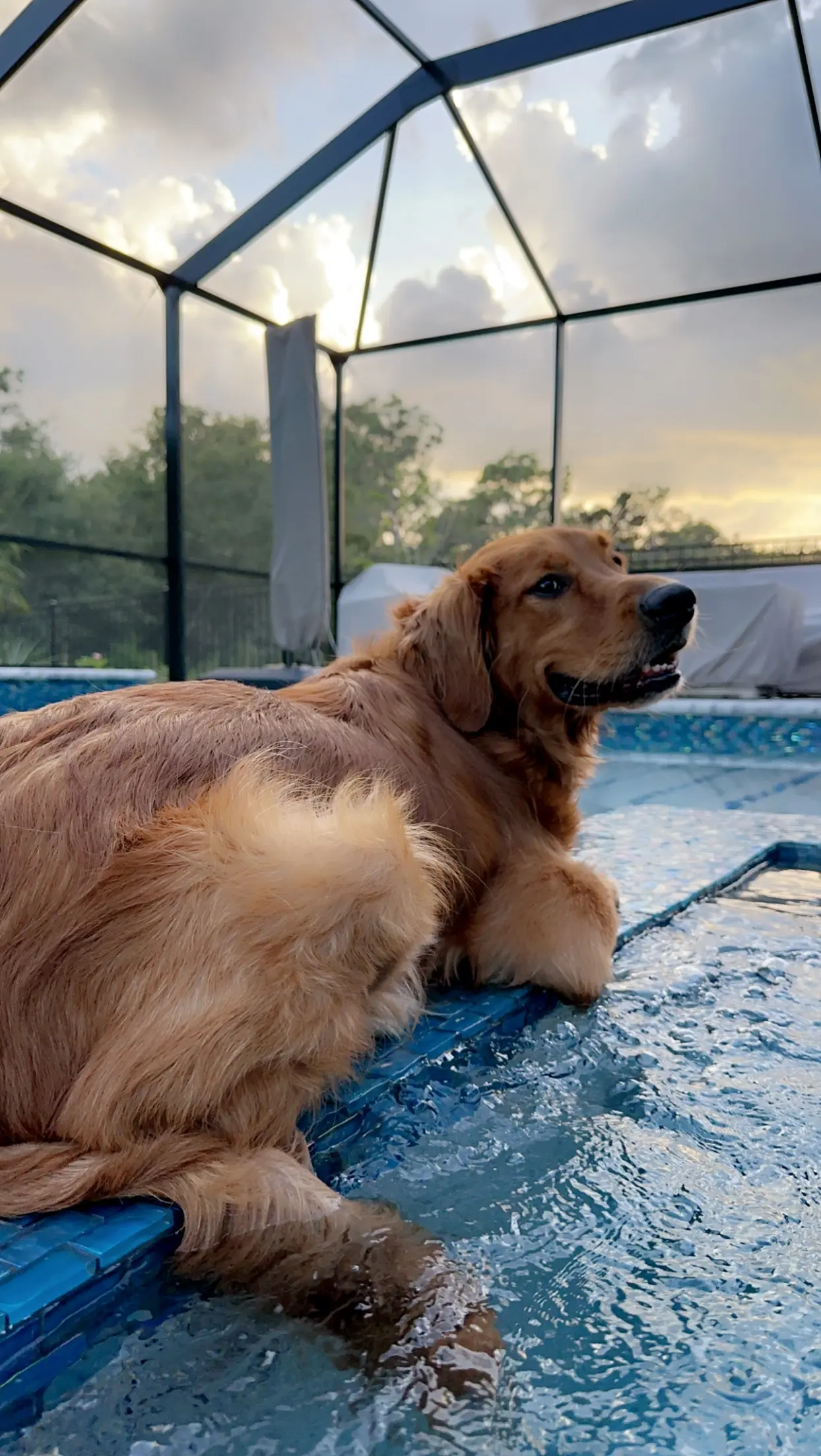 Golden retriever relaxing poolside at sunset